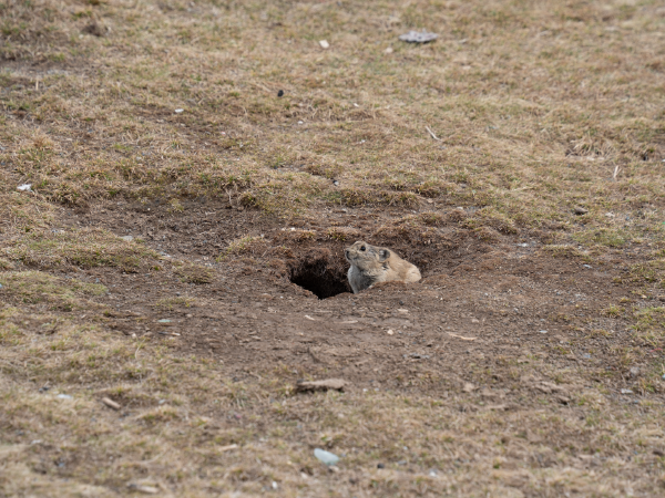 高原兔鼠